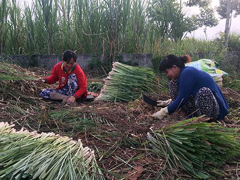 Lục Yên Yên Bái Hỗ trợ mô hình trồng cây sả chanh sả Java  Báo Dân  tộc và Phát triển