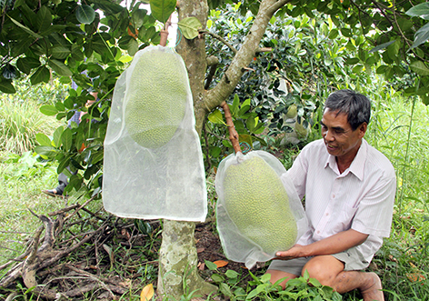 Xây dựng mô hình sản xuất cây ăn quả an toàn