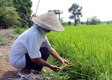Mô hình trồng lúa nước giúp đồng bào Mông cải thiện đời sống
