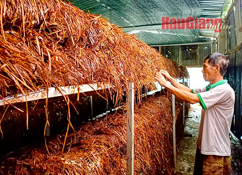 Đột nhập trang trại trồng nấm bào ngư lớn nhất huyện đảo Phú Quốc